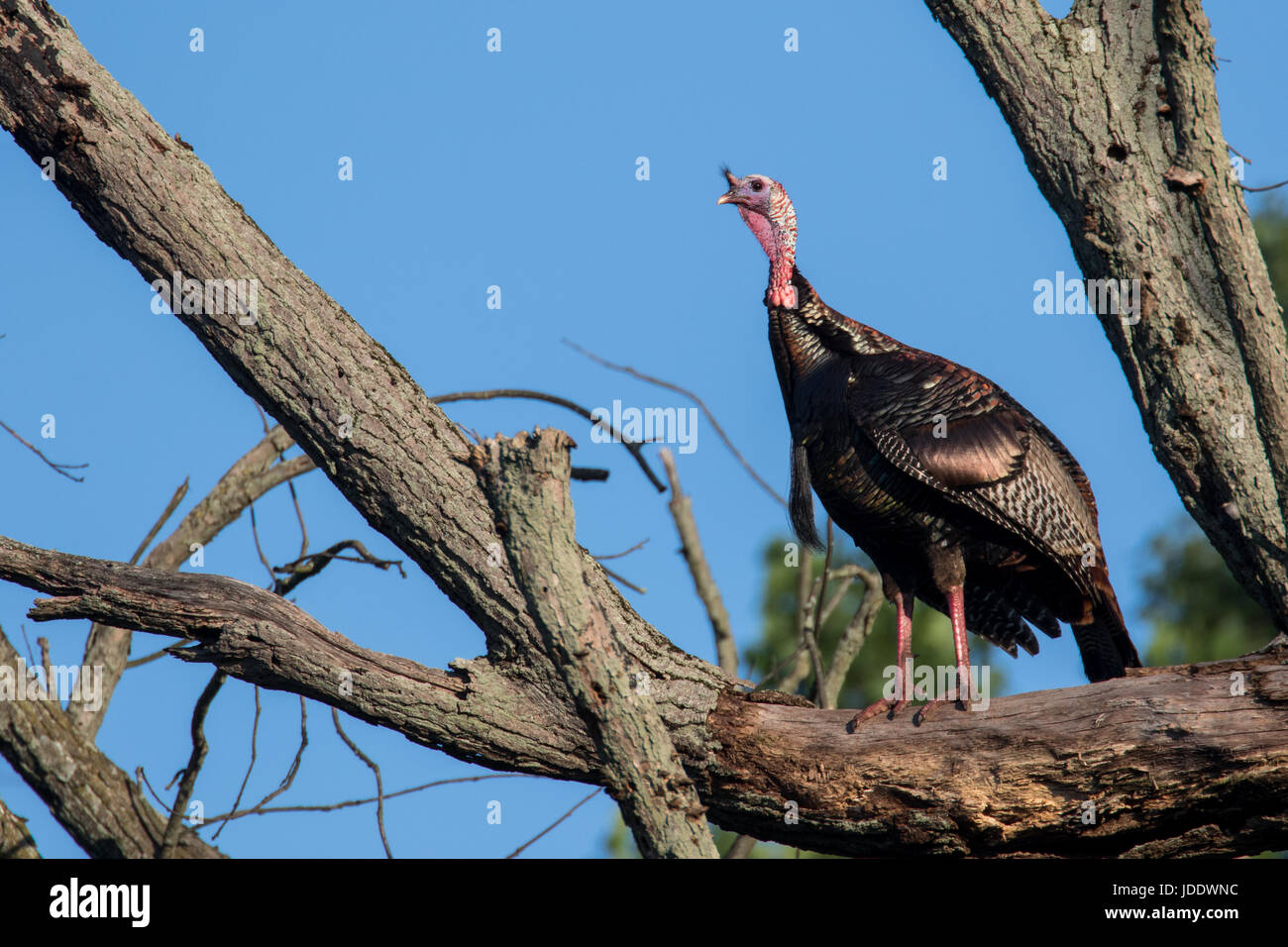 Wild Turkey roost Stock Photo Alamy