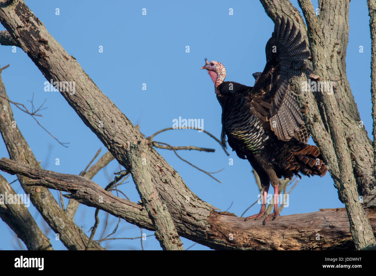 Wild Turkey roost Stock Photo Alamy
