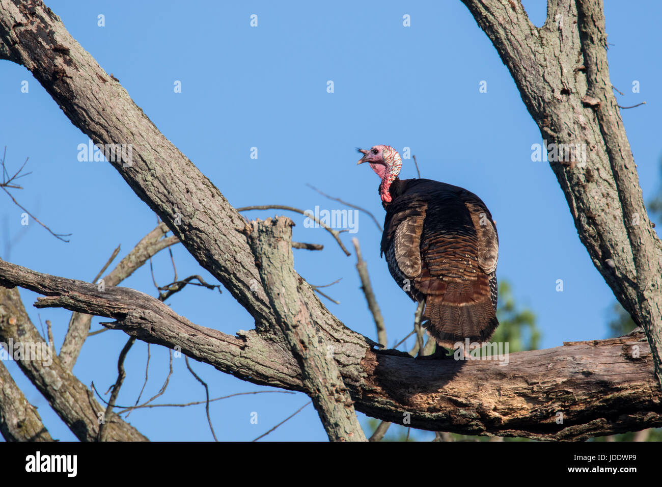 Wild Turkey roost Stock Photo Alamy