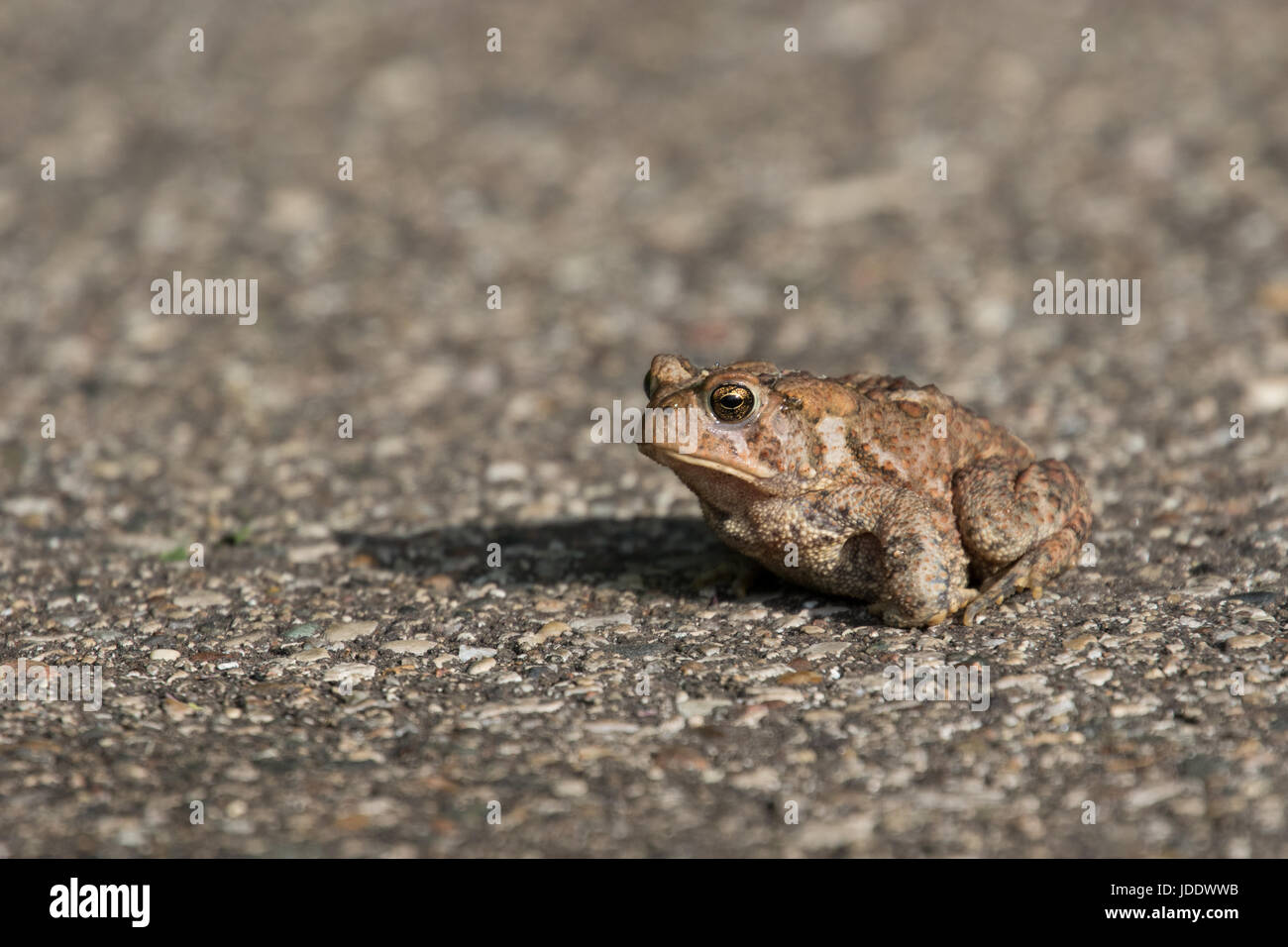 American toad anaxyrus americanus hi-res stock photography and images ...