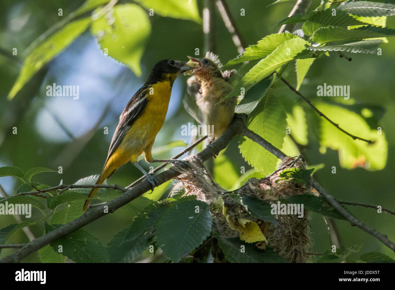 Baltimore Oriole nest Stock Photo Alamy