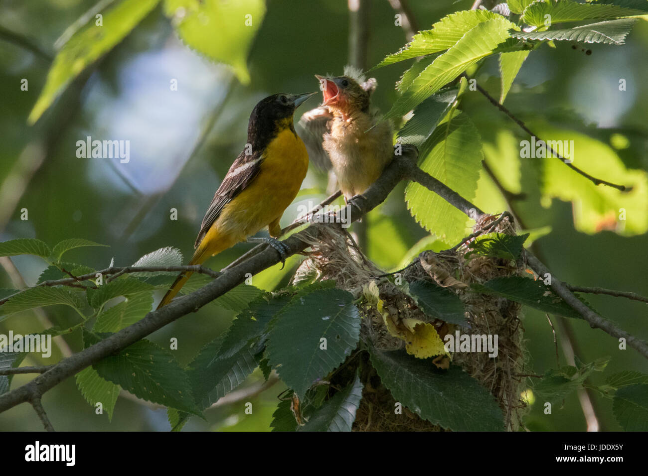 Baltimore Oriole nest Stock Photo Alamy