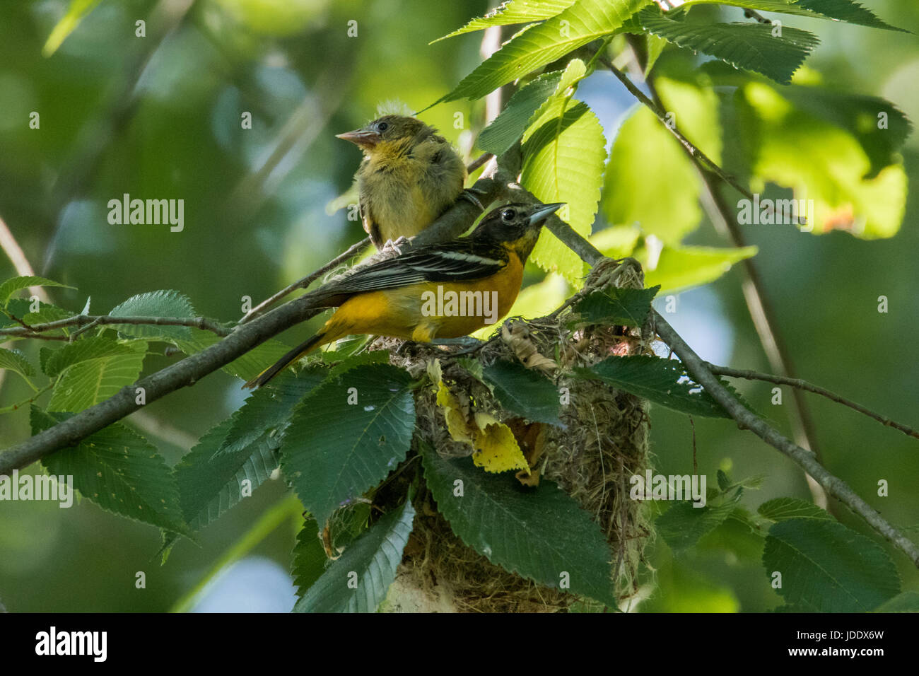 Baltimore Oriole nest Stock Photo Alamy