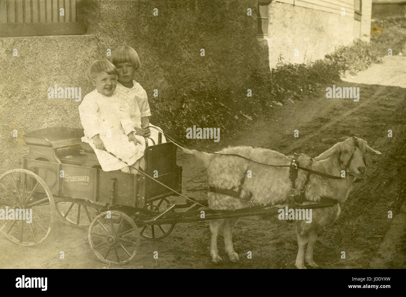 Antique c1905 photograph,two children in a Studebaker Junior wagon being pulled by a goat. Location is probably Mankato, Minnesota. SOURCE: ORIGINAL PHOTOGRAPH. Stock Photo