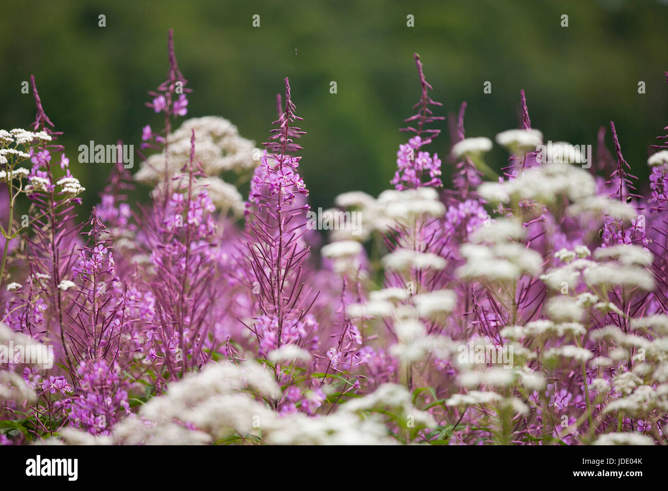 Fireweed purple flowers (Chamaenerion angustifolium) and white yarrow (Achillea millefolium) isolated on a blurry background. Stock Photo