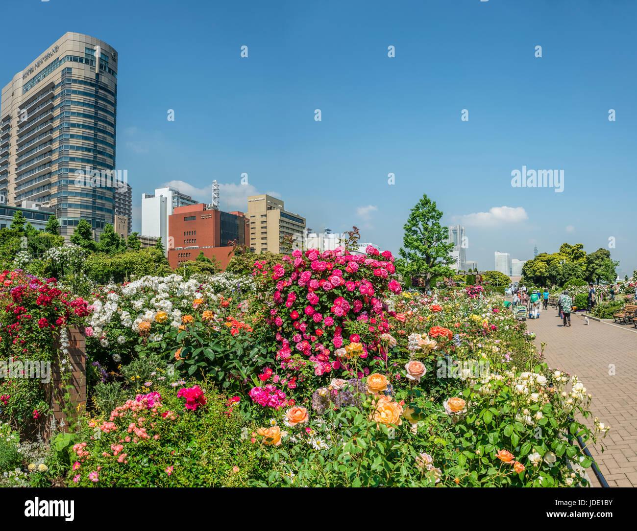 Three Rose Garden at Yamashita Park at the Yokohama waterfront during