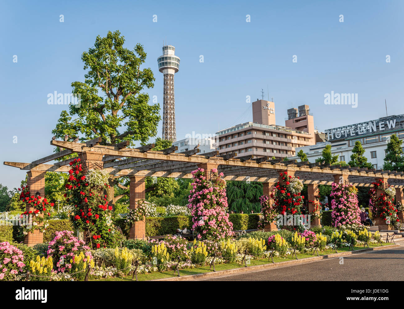Three Rose Garden at Yamashita Park at the Yokohama waterfront during