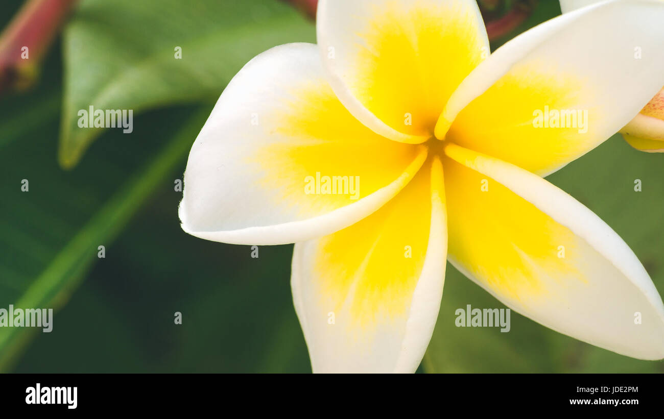 Close up of yellow tiare flowers at green outdoors background. Stock Photo