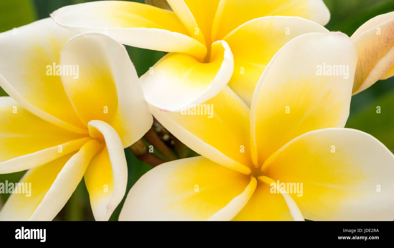 Close up of yellow tiare flowers at green outdoors background. Stock Photo