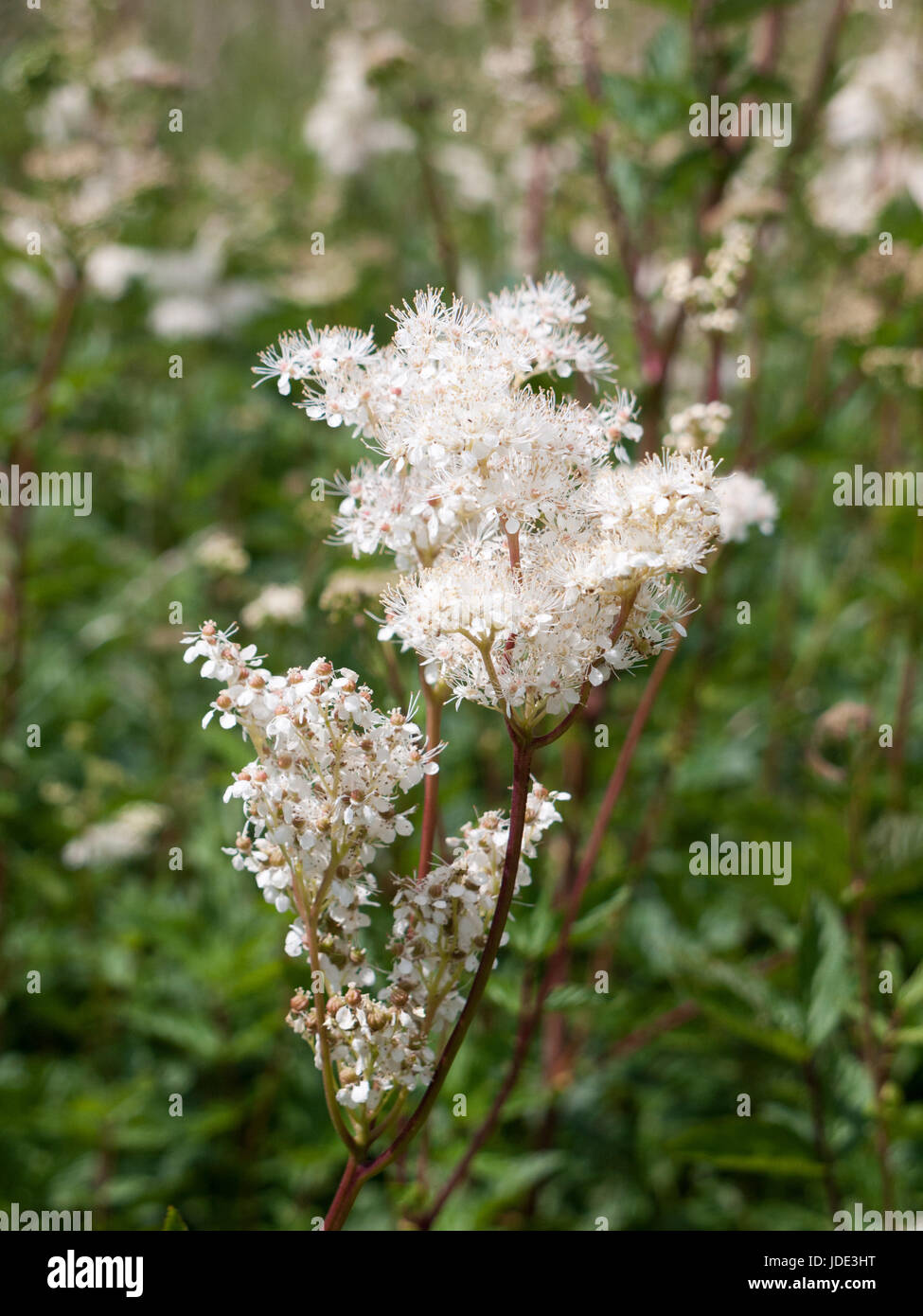 towering white flowers in sunlight and grass meadow Spiraea alba meadowsweet Stock Photo