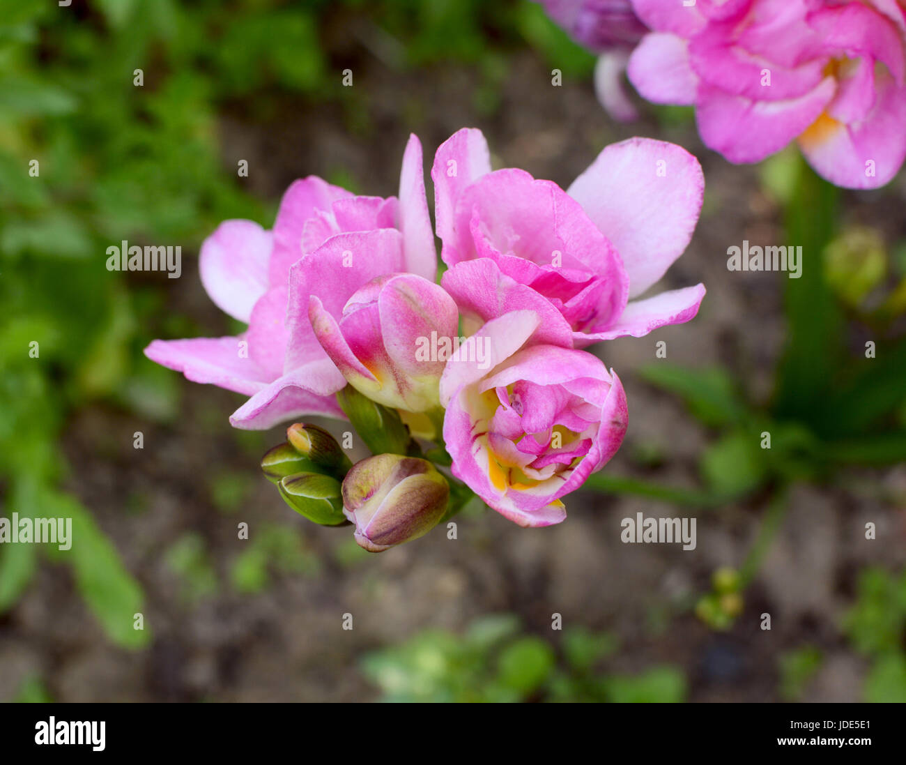 Flower head of a pink freesia with open double blooms and unopened buds, growing in a garden Stock Photo