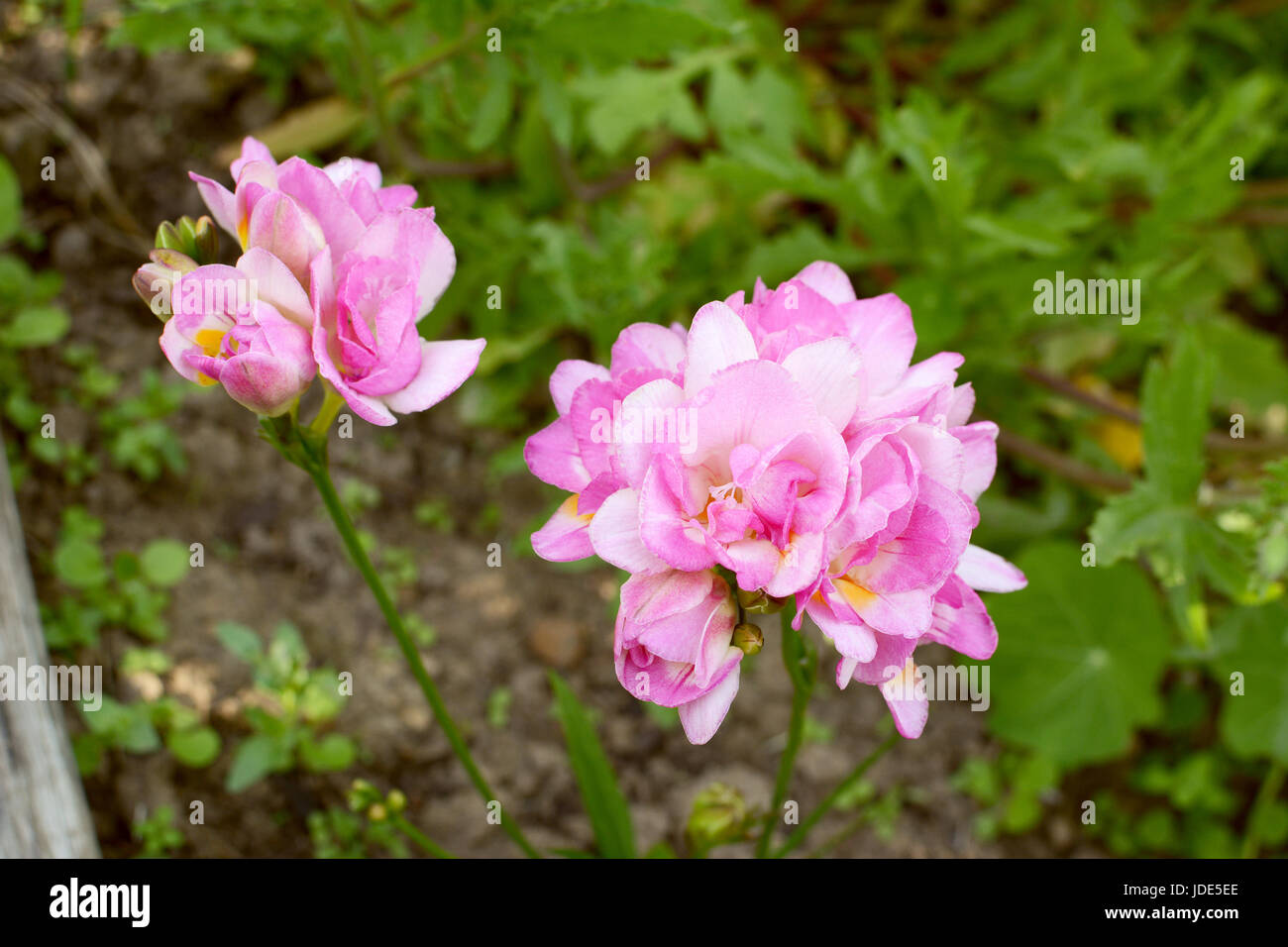 Two clusters of pink double freesia flowers against a background of green foliage Stock Photo