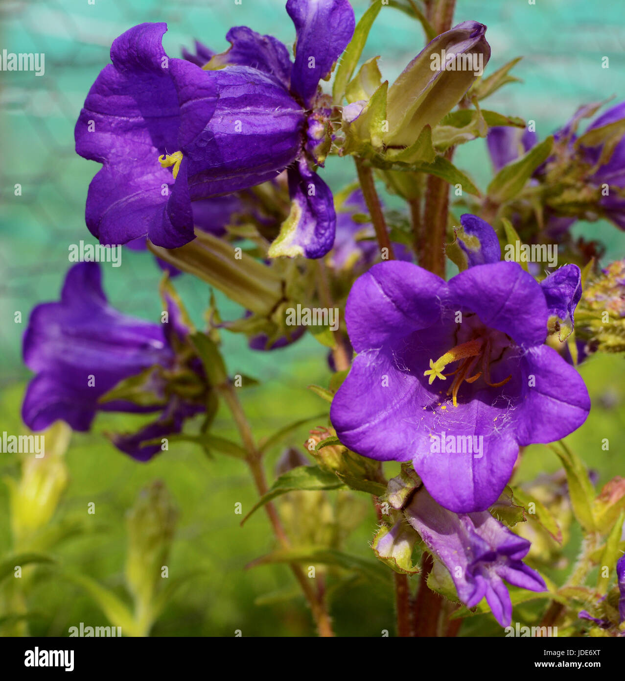 Purple flowers of a campanula plant growing in a garden - also known as Canterbury Bells Stock Photo
