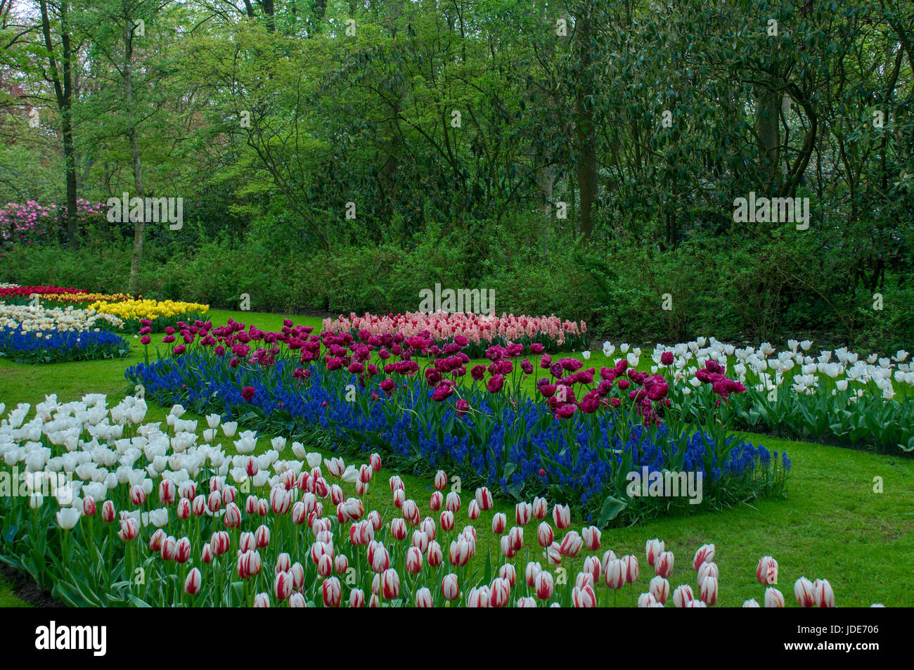 Colorful flowers grow in Keukenhof Garden in the Netherlands Stock