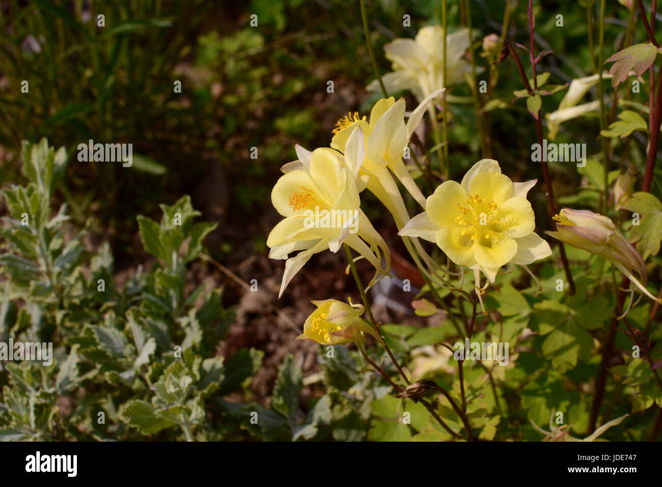 Pale yellow aquilegia flowers grow among other plants in a flower bed Stock Photo
