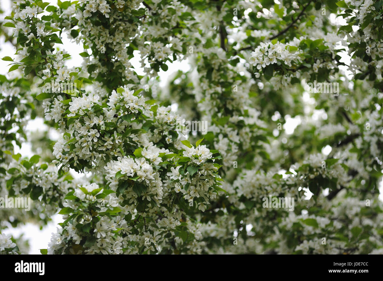 Apple Trees In Bloom Close Up Stock Photo Alamy apple-trees-in-bloom-close-up-stock-photo-alamy