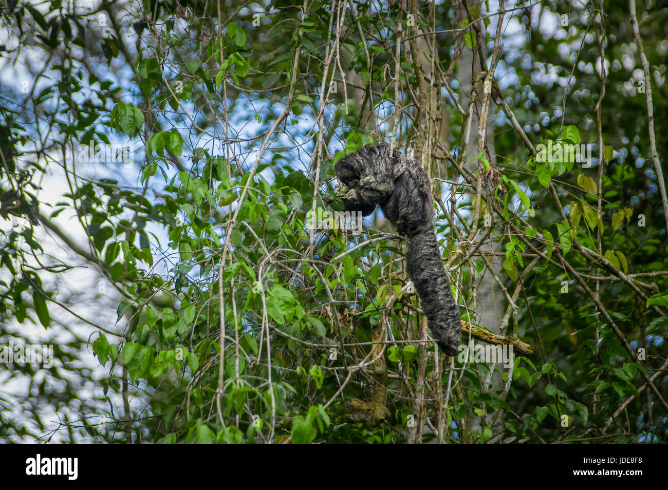 Beautiful saki monkey Pithecia monachus, sitting on a branch inside of ...