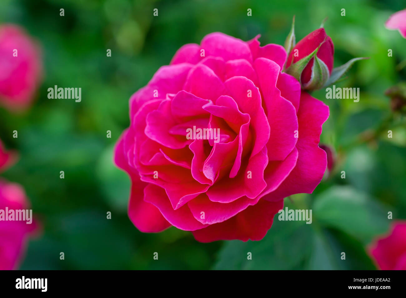 Hardy rugosa shrub rose from the Explorer series 'Champlain' in a North