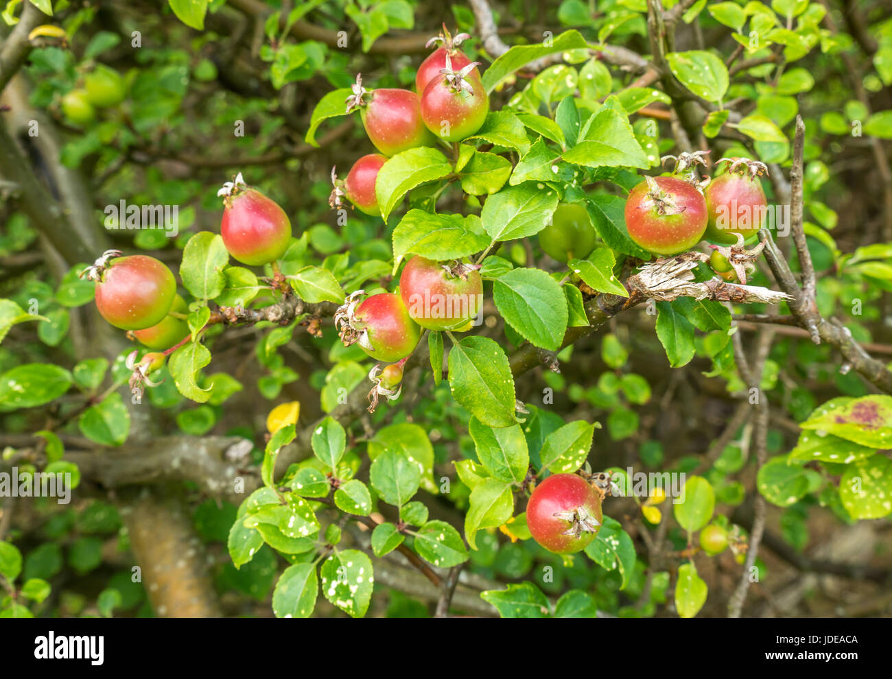 Wild apple bush hires stock photography and images Alamy
