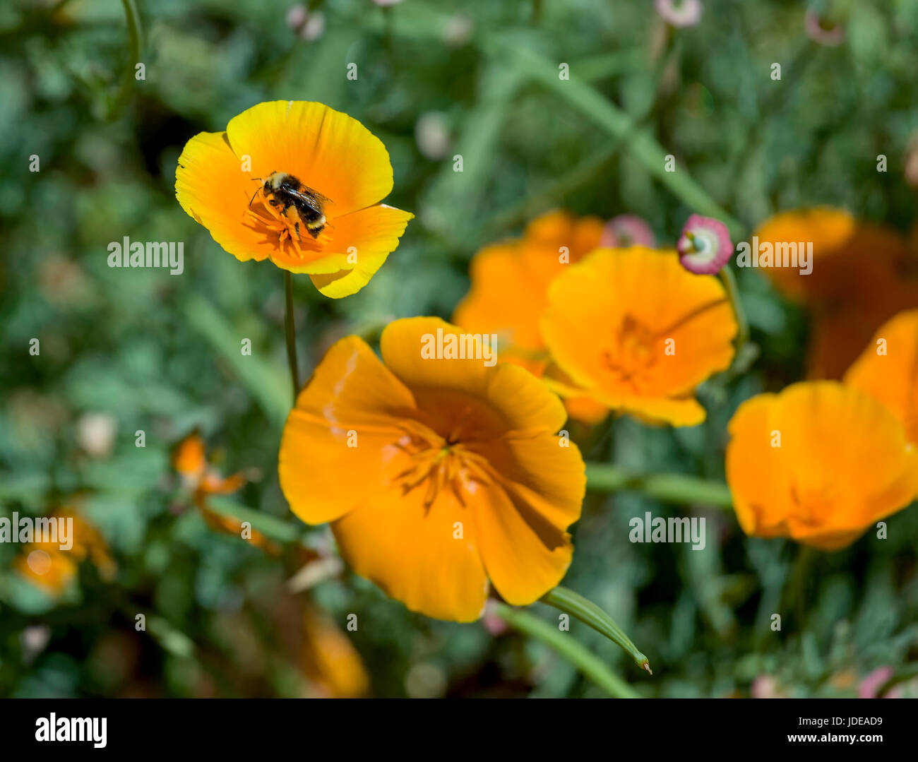 This photo was taken at a formal botanical garden near San Francisco, California. Spring had arrived, and flowers are in bloom. This image features a  Stock Photo