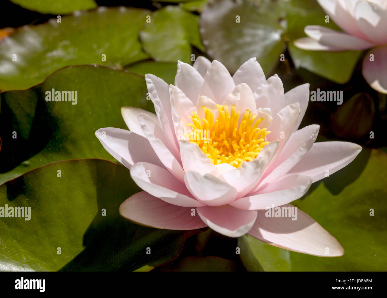 This photo was taken at a formal botanical garden near San Francisco, California. Spring had arrived, and flowers are in bloom. This image features a  Stock Photo