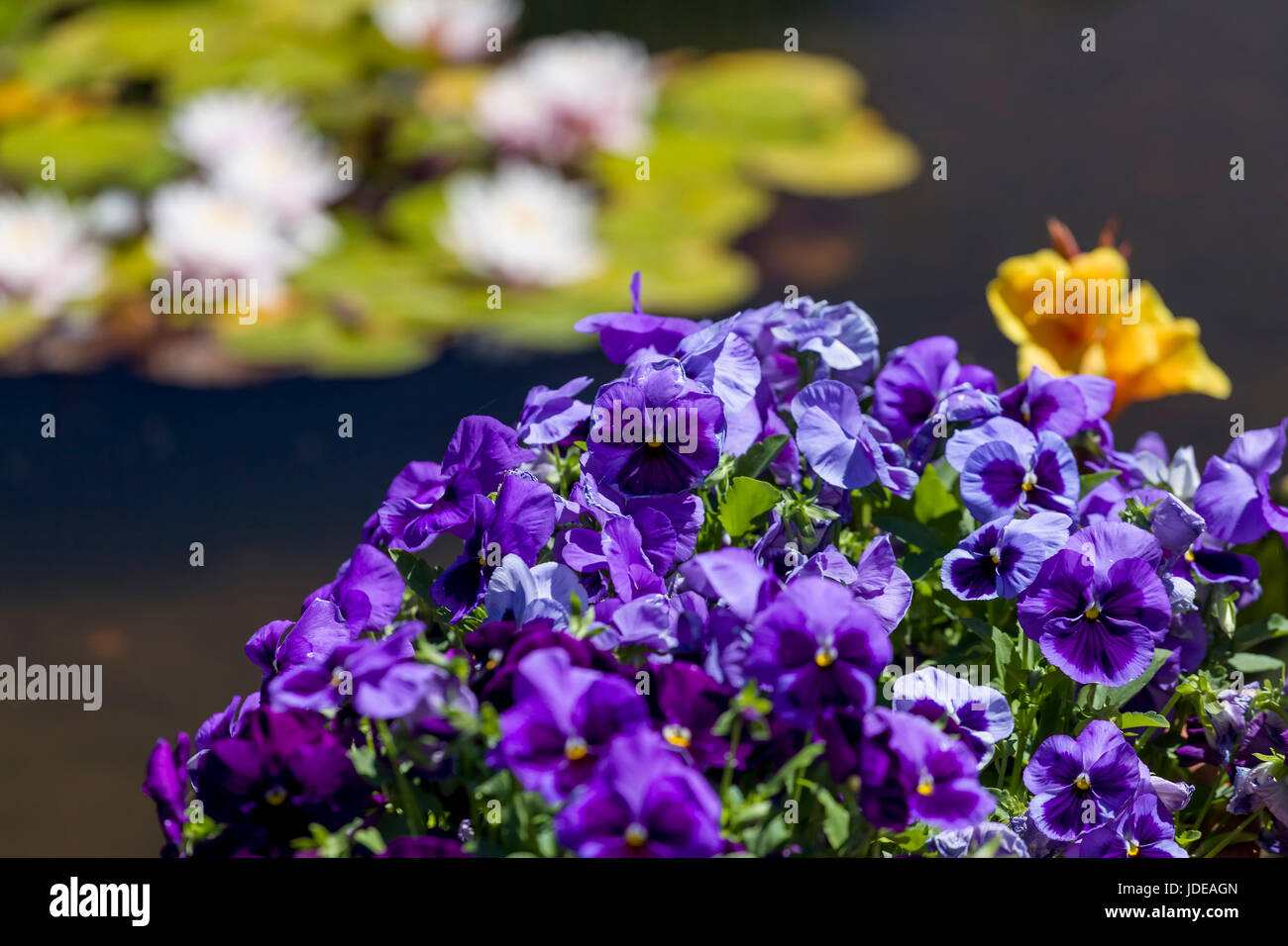 This photo was taken at a formal botanical garden near San Francisco, California. Spring had arrived, and flowers are in bloom. This image features a  Stock Photo