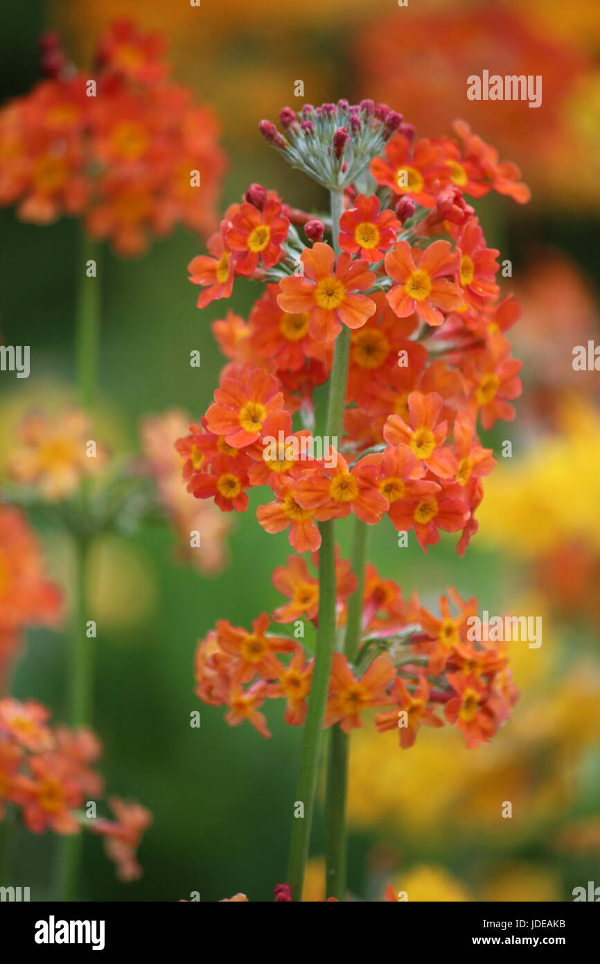Orange primula candelabra with yellow ones in the background Stock