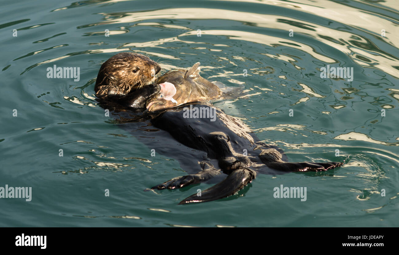 Sea Otter Feeding Fish Marine Harbor Wildlife Stock Photo