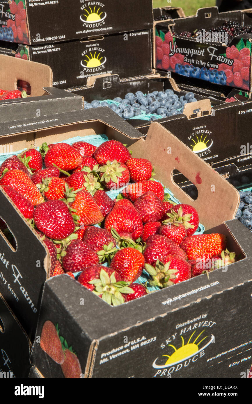 Pints of strawberries, blueberries and blackberries for sale at a Farmers Market in Issaquah, Washington, USA Stock Photo
