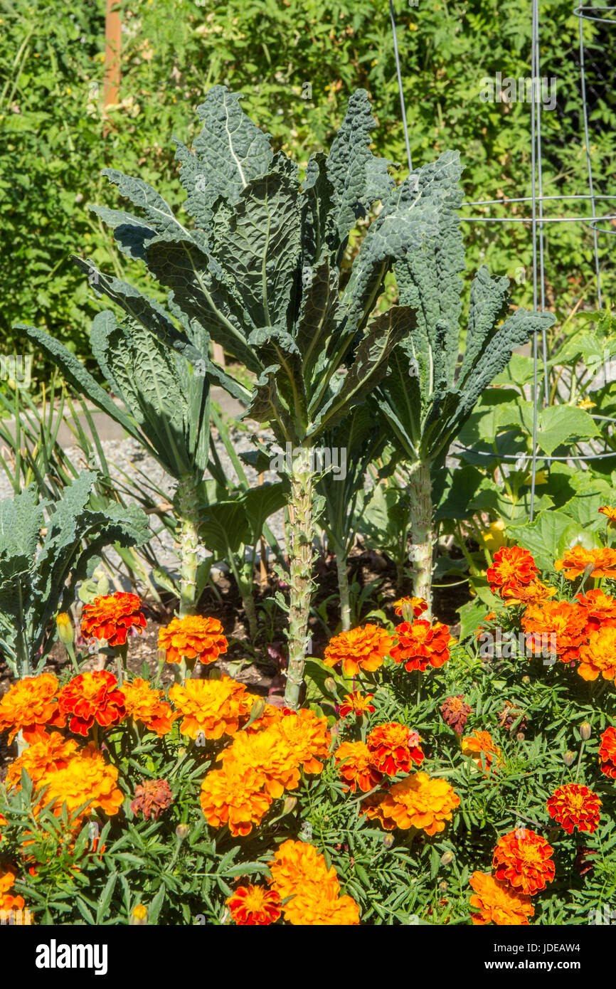 Marigolds and dino kale growing in Issaquah, Washington, USA. Dino kale