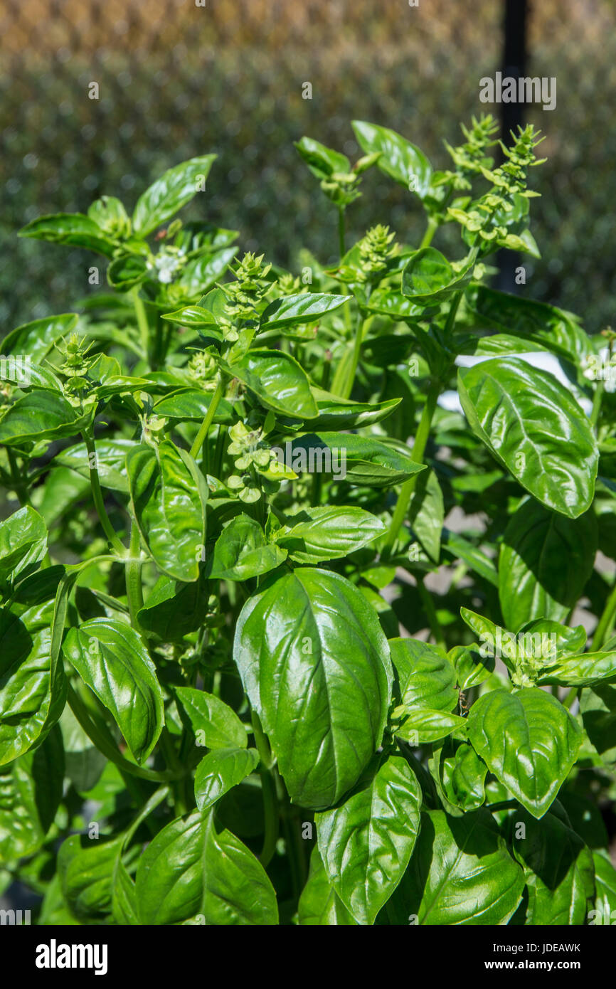 Sweet basil growing in Issaquah, Washington, USA Stock Photo