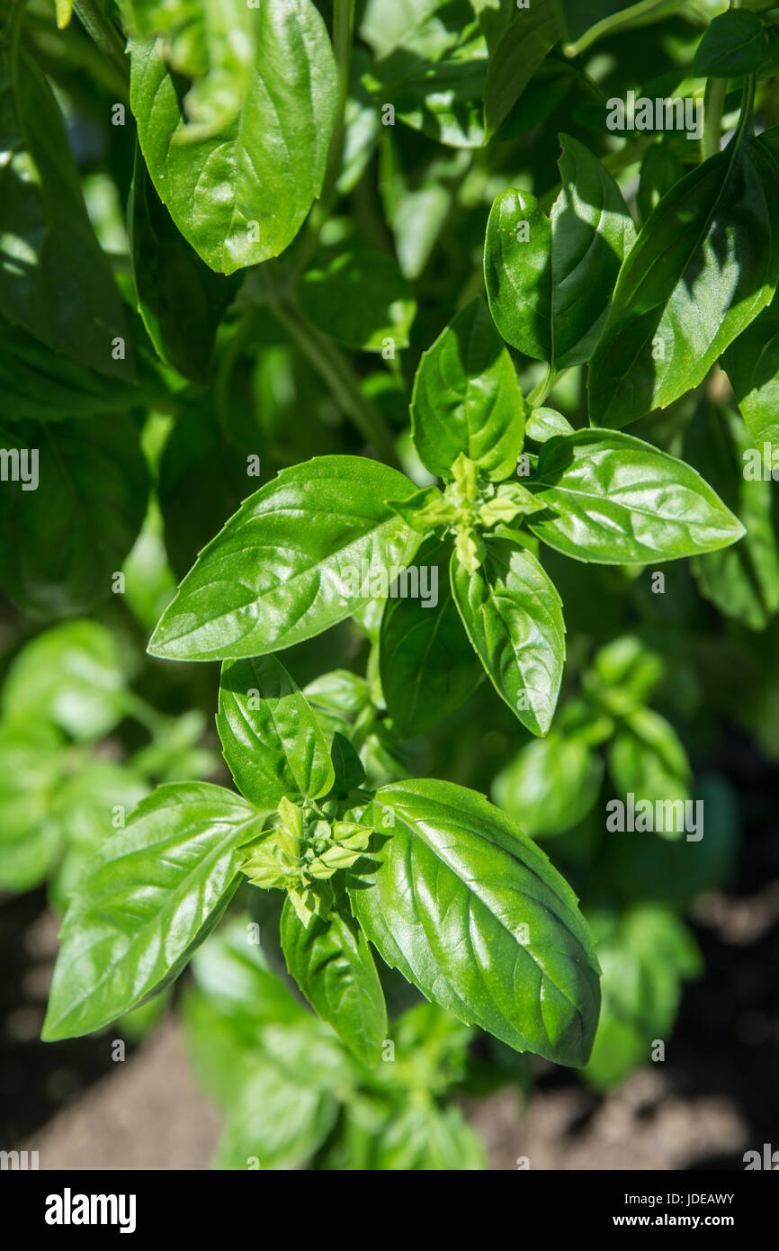 Sweet basil growing in Issaquah, Washington, USA Stock Photo Alamy