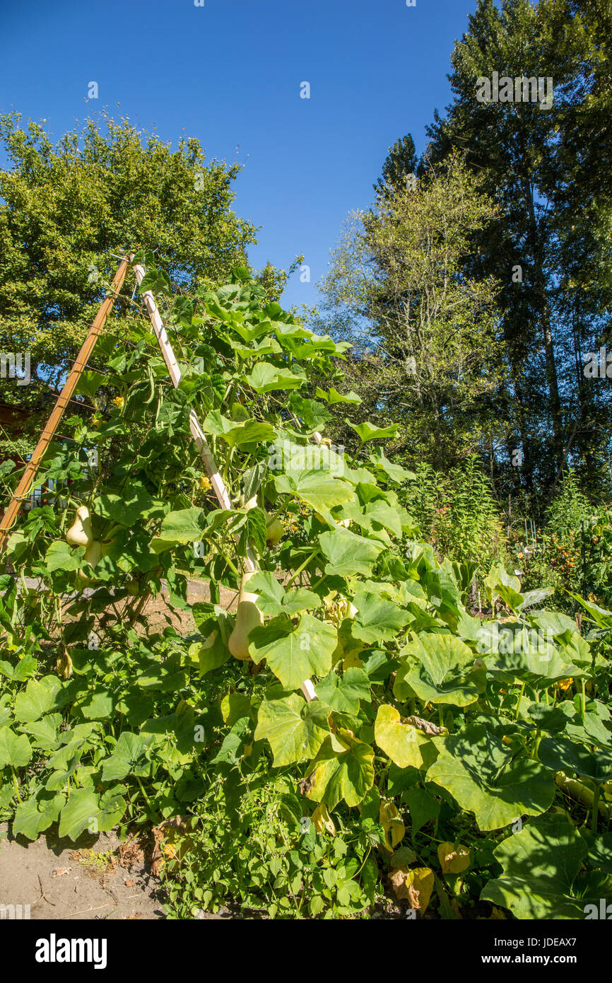 Butternut Squash growing on a teepee-style trellis in Bellevue, Washington, USA. Stock Photo