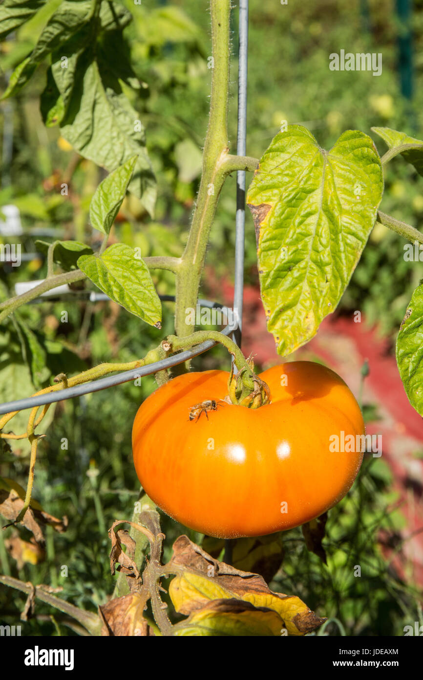 Ripe Willamette tomato on the vine in Bellevue, Washington, USA.  It is an early determinate tomato, medium in size with a mild, low acid flavor. Stock Photo