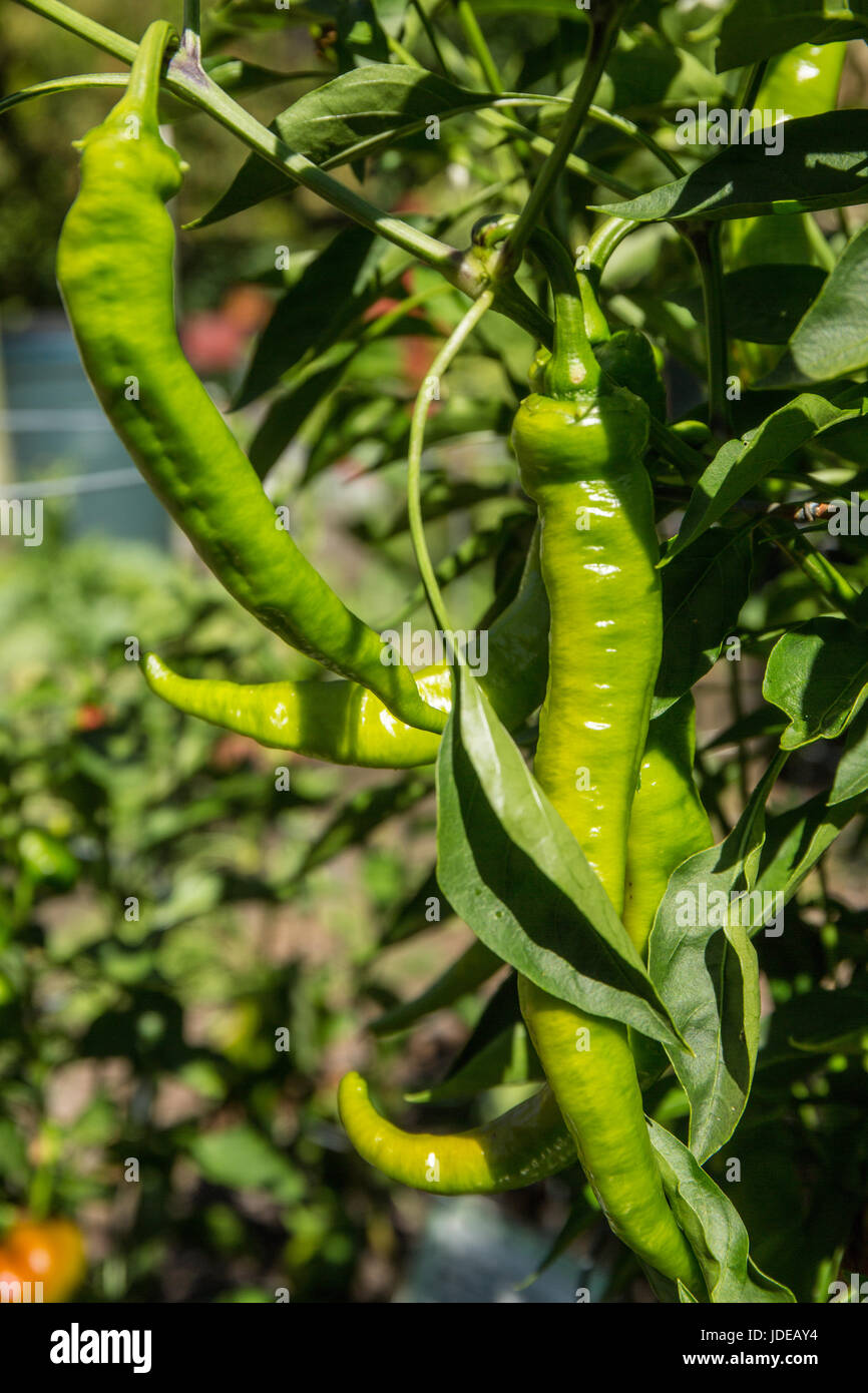 Jimmy Nardello's pepper plant growing in Bellevue, Washington, USA