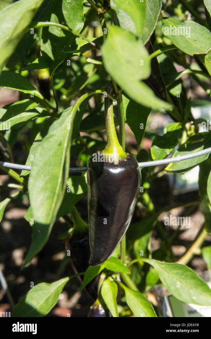 Purple Serrano heirloom sweet pepper plants growing in Bellevue, Washington, USA.  They are very hot and great in salsas. Stock Photo