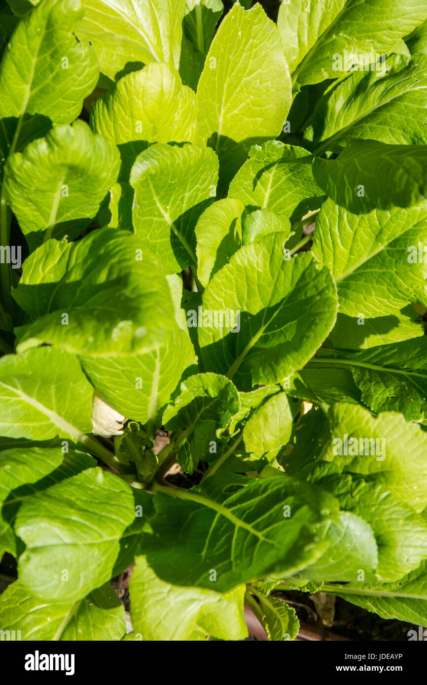 Komatsuna or Japanese mustard spinach (Brassica campestris), a leaf vegetable, growing in Bellevue, Washington, USA. Stock Photo