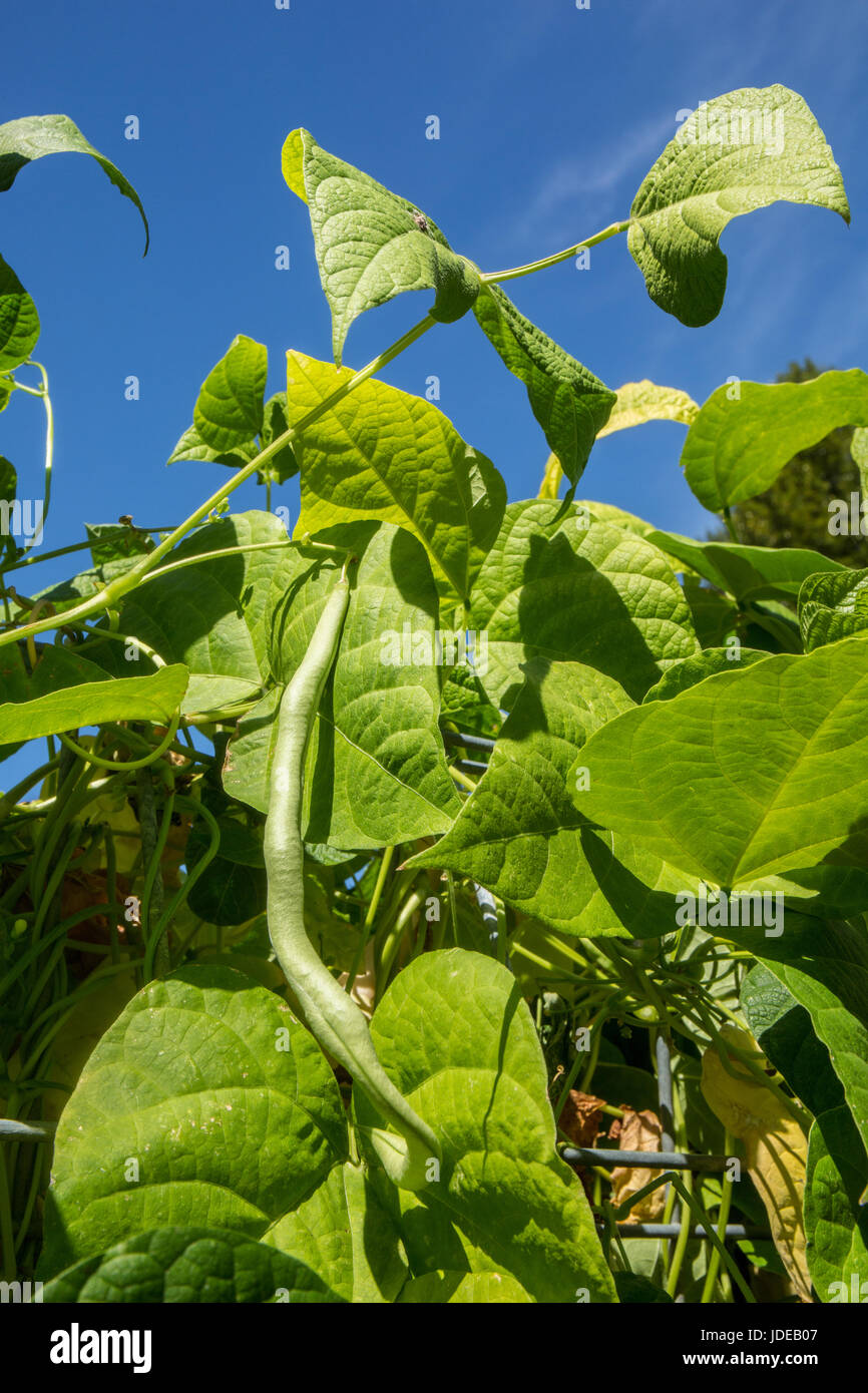 Fortex beans hires stock photography and images Alamy