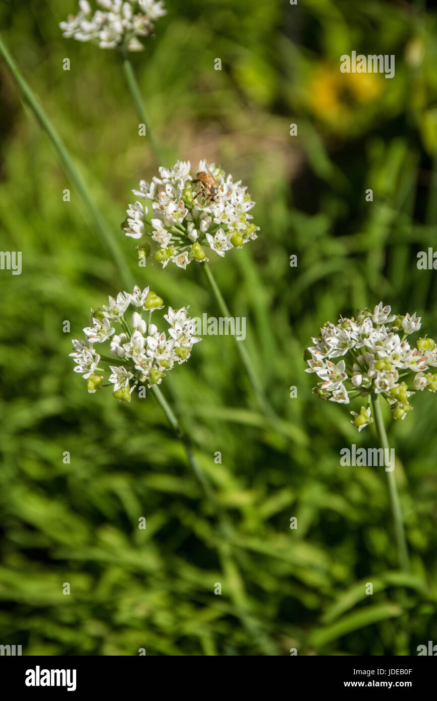 Honeybee on garlic (or chinese) chives in Bellevue, Washington, USA.  Unlike onions or other types of garlic, the fibrous bulb is not edible but is gr Stock Photo