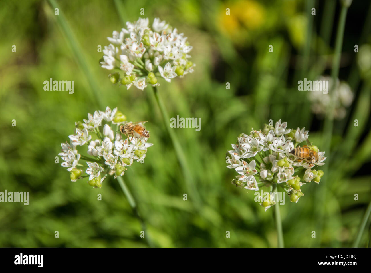 Honeybee on garlic (or chinese) chives in Bellevue, Washington, USA.  Unlike onions or other types of garlic, the fibrous bulb is not edible but is gr Stock Photo