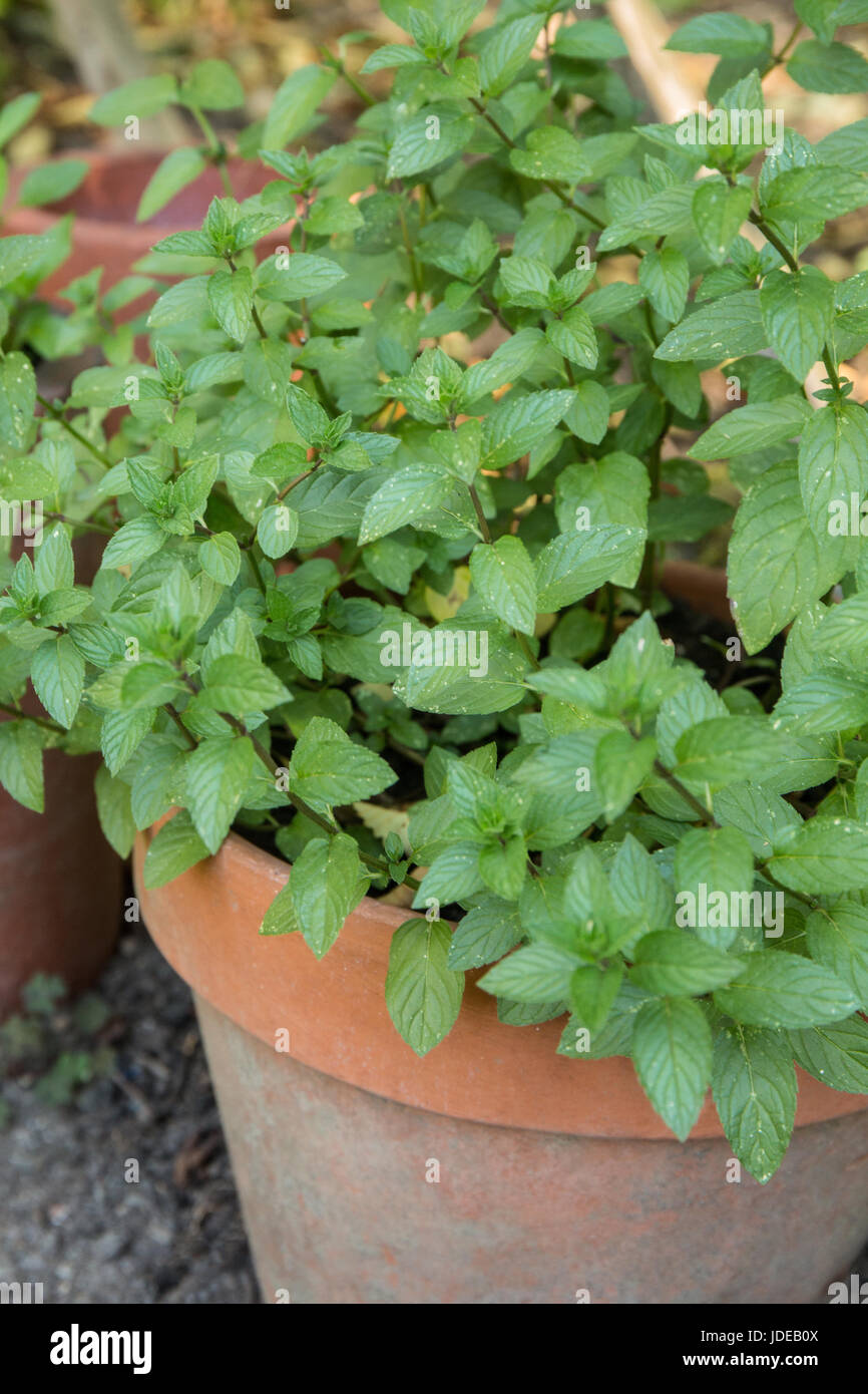 Chocolate mint plants (Mentha x piperita ‘Chocolate’) growing in a container garden in Bellevue, Washington, USA.   They are attractive, fragrant and  Stock Photo
