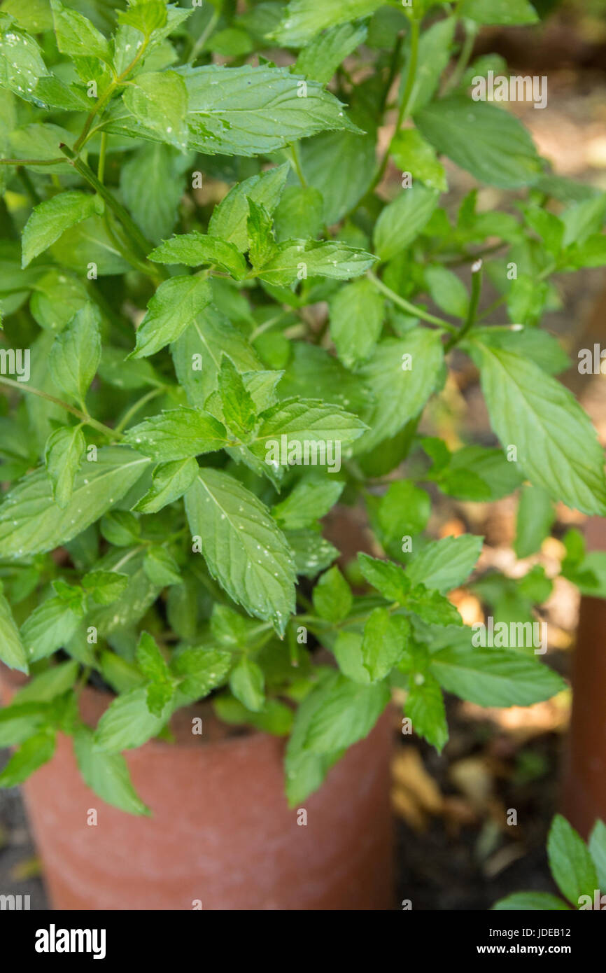 Spearmint growing in a pot in Bellevue, Washington, USA.  This highly aromatic plant is valued for its culinary, medicinal and cosmetic use. They are  Stock Photo