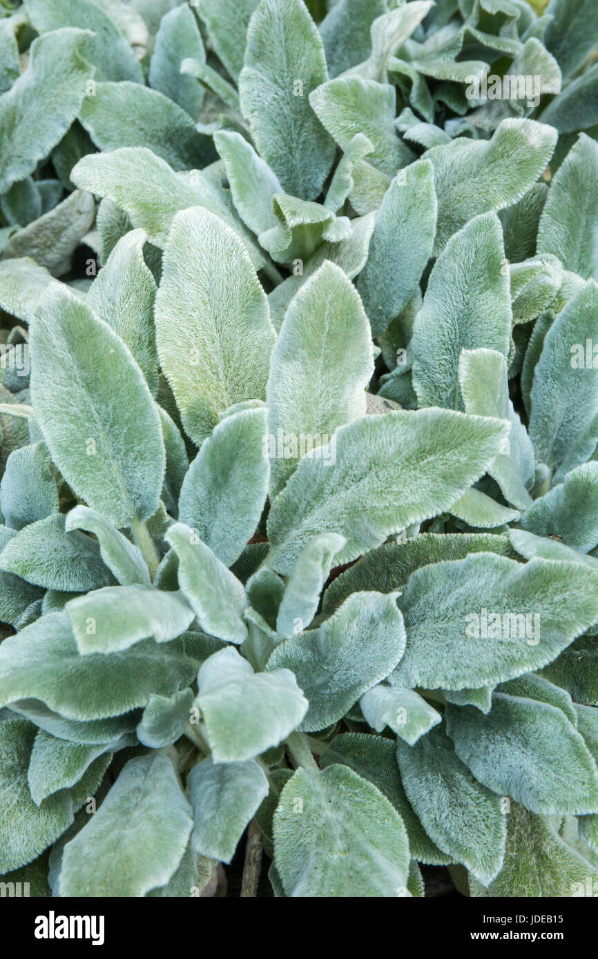 Lamb's Ear, a non-flowering ground cover growing in Bellevue, Washington, USA. Stock Photo