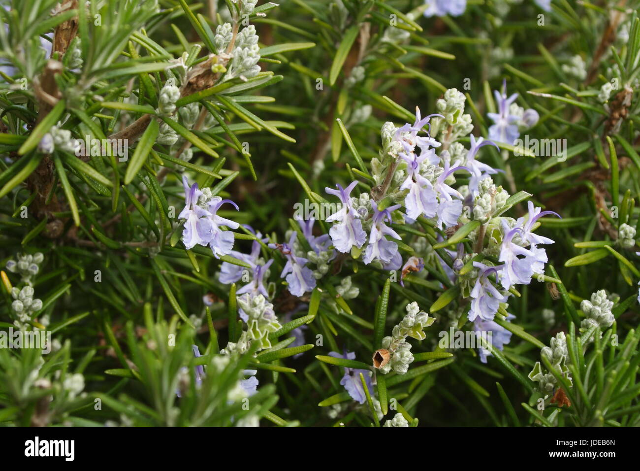 Rosemary Plant in Flower Stock Photo Alamy
