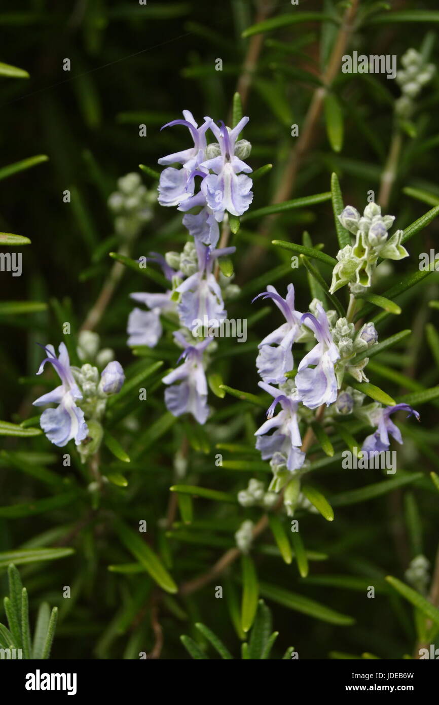 Rosemary plant flower hires stock photography and images Alamy