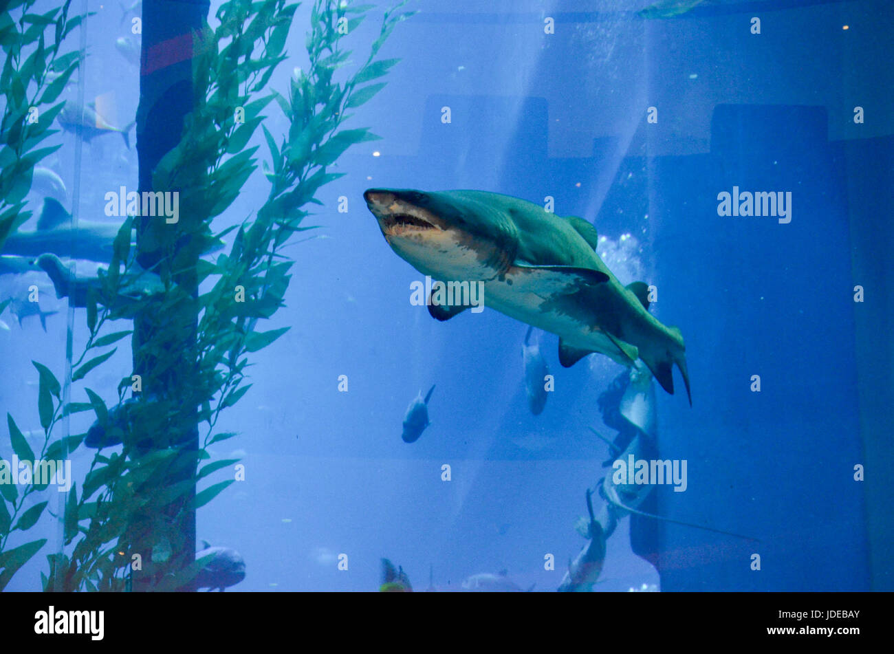 Aquarium at Dubai Mall, Dubai, United Arab Emirates Stock Photo - Alamy