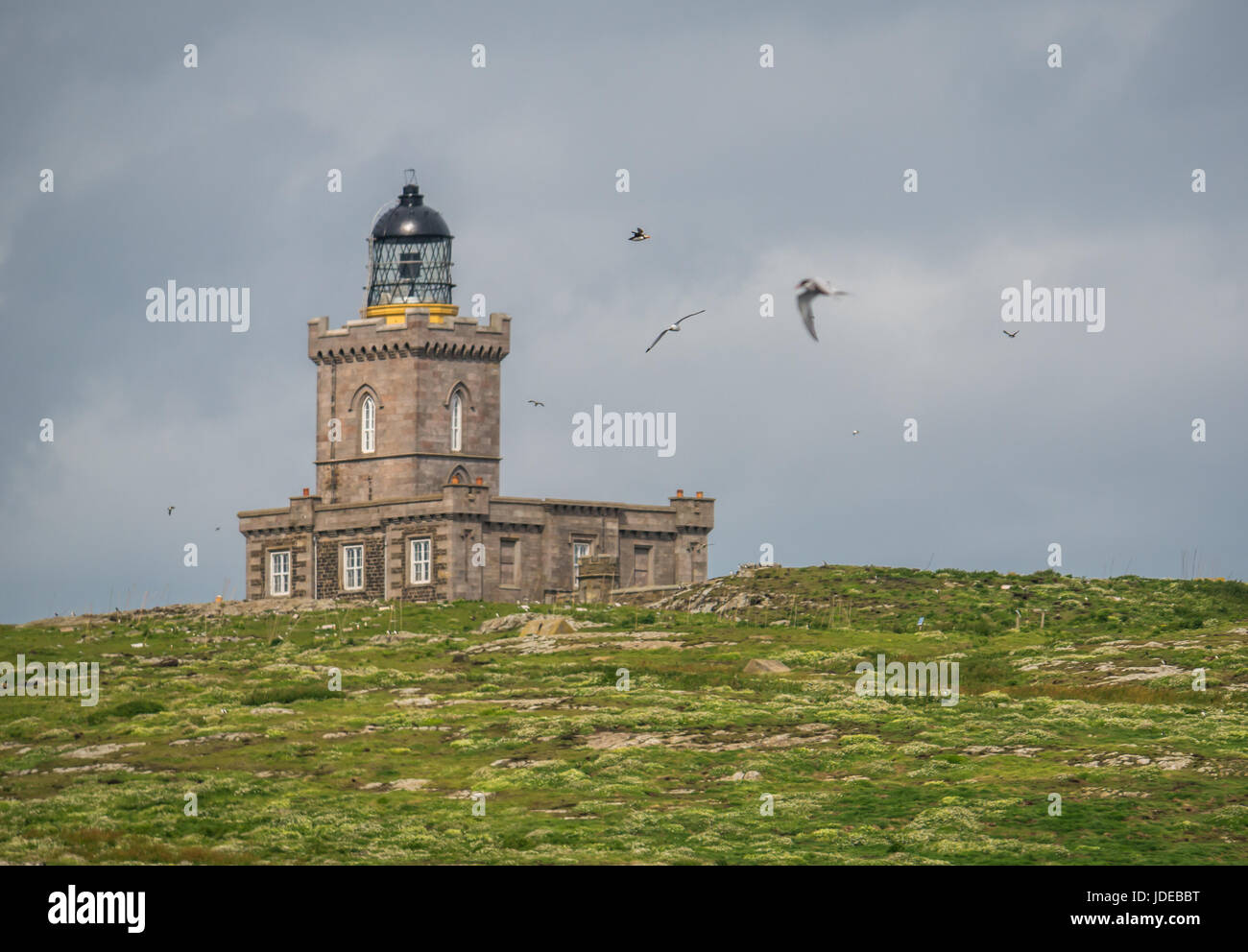 Isle of May lighthouse built by Robert Stevenson, Northern Lighthouse Board with seabirds flying around, Scotland, UK Stock Photo