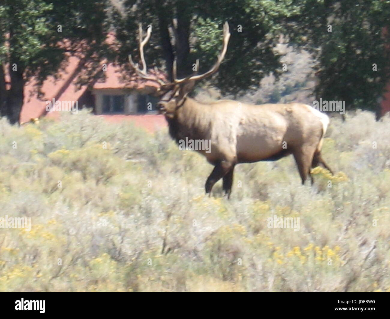 Bull elk strutting across the field Stock Photo