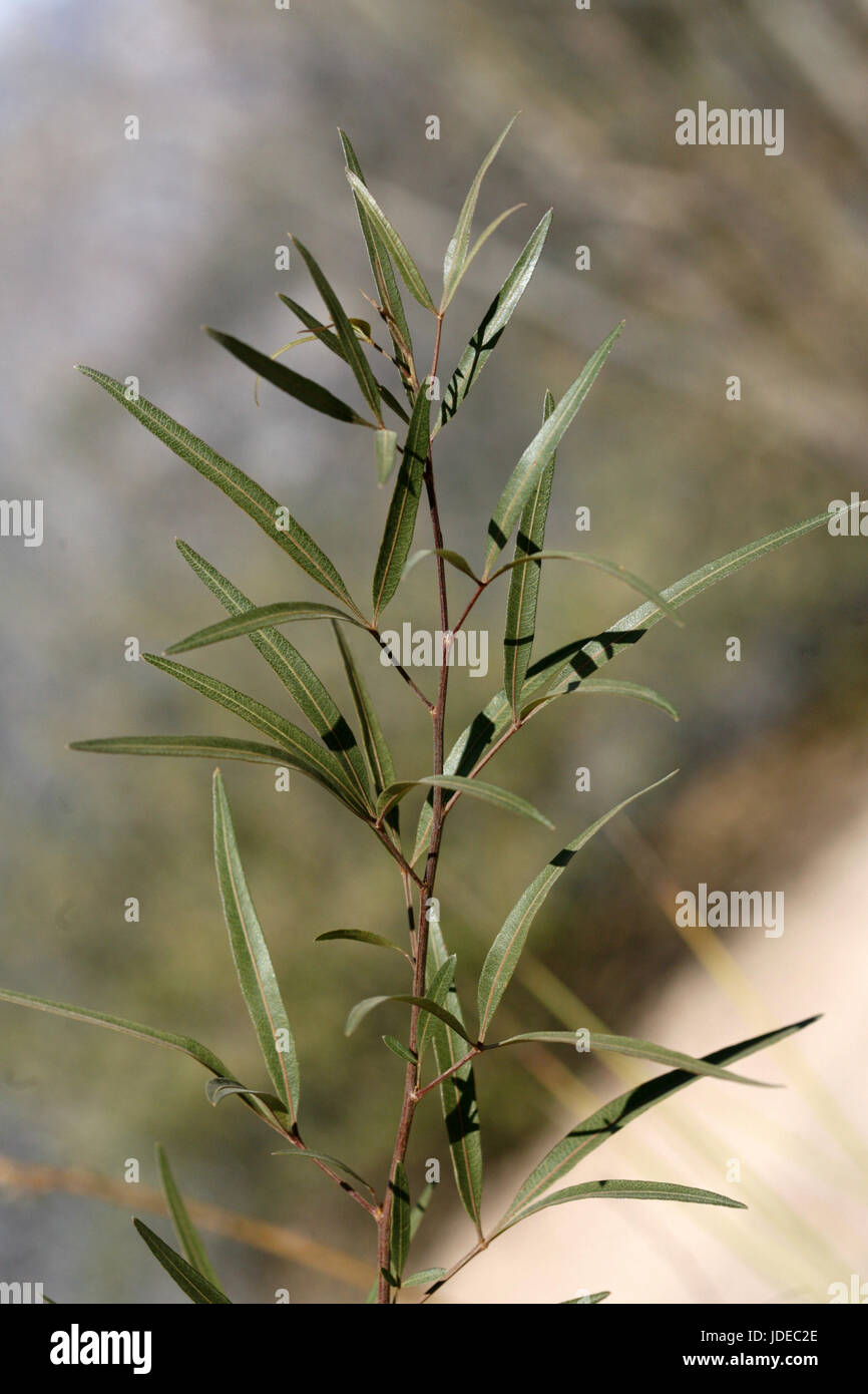 African sumac  Rhus lancea Also known as Searsia lancea, Willow Rhus        Anacardiaceae Stock Photo
