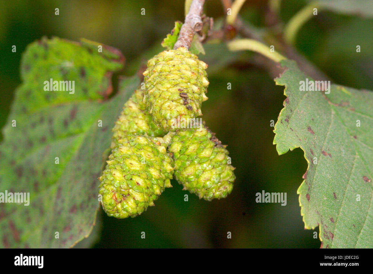 Arizona Alder  Alnus oblongifolia  Black River, near Alpine, Arizona, USA 23 September 2003   Female 'Cones'   Family: Betulaceae Stock Photo